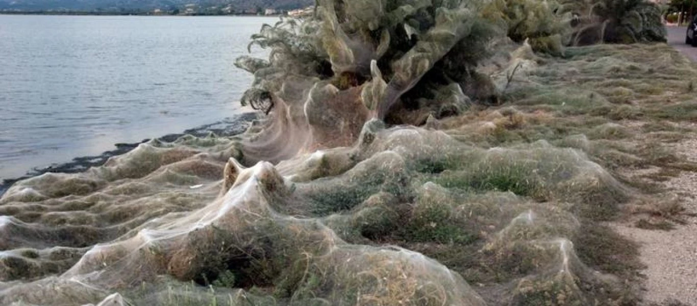 Aιτωλικό: Υπάρχει εξήγηση για την ξαφνική εξάπλωση των αραχνών